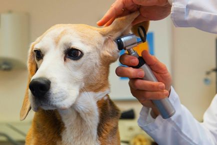 Otita interna - urechi de patologie severe la câini
