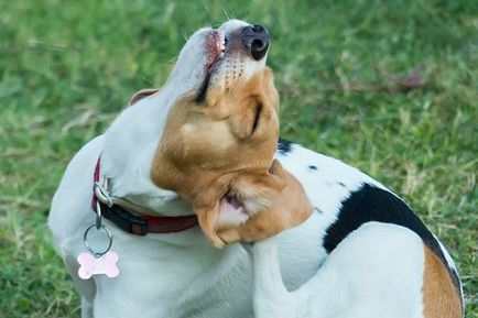 Otita interna - urechi de patologie severe la câini