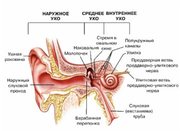 Tratamentul infecției urechii la domiciliu - 35 rețete!