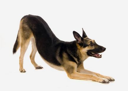 Alsacian caracter câine, sănătate, istorie și standard de rasa (foto)