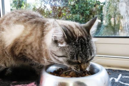 Toate feed pentru pisici Holistic clasa (hrana uscata) Toate feed pentru clasa Cat Holistic