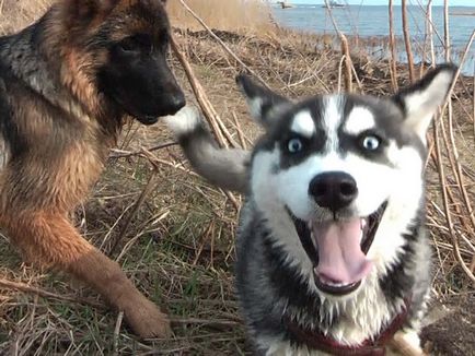 Natura și descrierea Husky Siberian