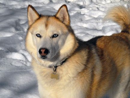 Natura și descrierea Husky Siberian