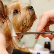 câini trucuri tunsoare la domiciliu, secrete de origine grooming