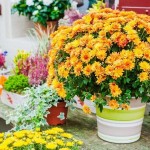 îngrijire Chrysanthemum la domiciliu (în oala), reproducerea, transplant, boli