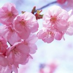 cireș japonez copac poveste, descriere și fotografii