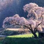 cireș japonez copac poveste, descriere și fotografii