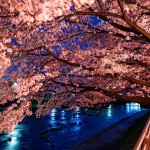 cireș japonez copac poveste, descriere și fotografii