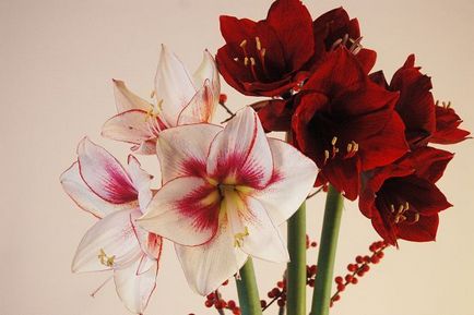 Limba de flori și importanța culorilor într-un buchet - viata dragoste