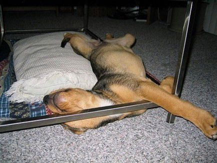 Funny dormit fotografie câine