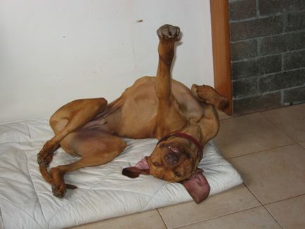 câine Funny imagine dormit (câine dormit amuzant) Funny dormit fotografie câine