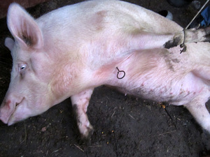porci acasă sacrificare cum să măcelărească un porc, cum să omoare porci și cuțit