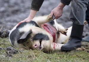 porci acasă sacrificare cum să măcelărească un porc, cum să omoare porci și cuțit