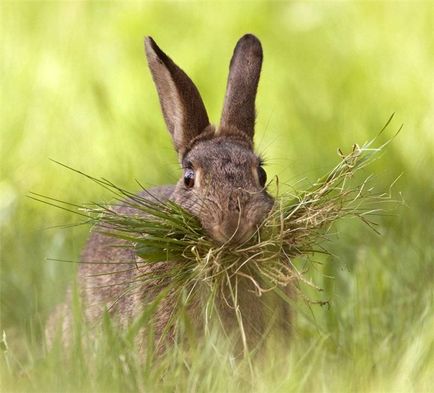 Hare - descriere, tipuri, ce să mănânce, pictura, fotografie