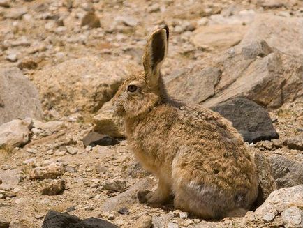 Hare - descriere, tipuri, ce să mănânce, pictura, fotografie