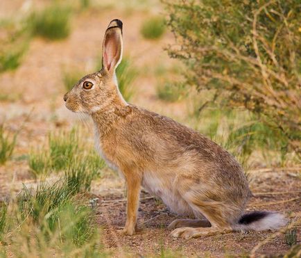 Hare - descriere, tipuri, ce să mănânce, pictura, fotografie