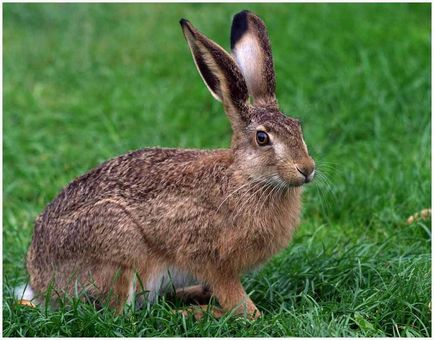 Hare - descriere, tipuri, ce să mănânce, pictura, fotografie