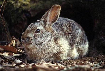 Hare - descriere, tipuri, ce să mănânce, pictura, fotografie