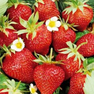Căpșunile - Victoria de plantare și tehnici agricole de cultivare în grădina plăcerii și a cunoștințelor