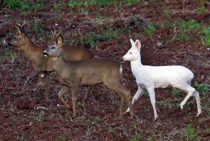 animalele albinoase - sortit suferinței, articole