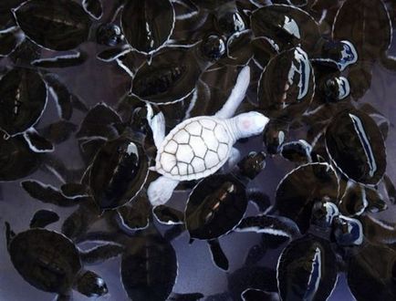 animalele albinoase - sortit suferinței, articole (animale albinoase) animalele albinoase - sortit suferinței, articole