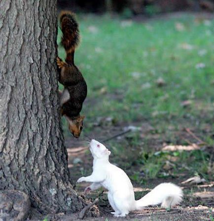 animalele albinoase - sortit suferinței, articole