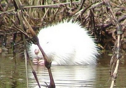 animalele albinoase - sortit suferinței, articole