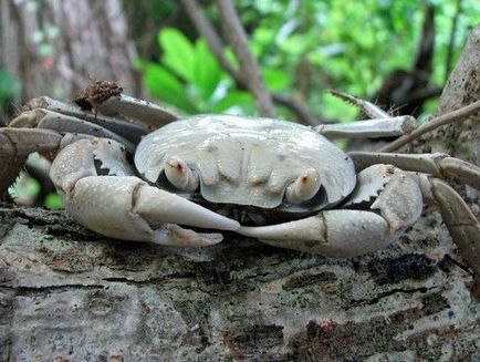 animalele albinoase - sortit suferinței, articole