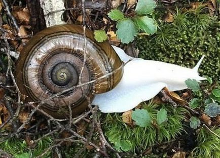 animalele albinoase - sortit suferinței, articole