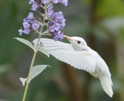 animalele albinoase - sortit suferinței, articole