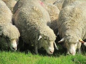 Introducere în descrierea caracteristicilor tonkorunnyh rase de ovine