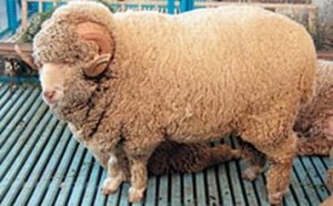 Introducere în descrierea caracteristicilor tonkorunnyh rase de ovine