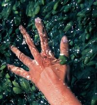 Faceți cunoștință cu nisip lac de unghii - o bucată de deșert fierbinte pe unghiile tale (efect de unghii de nisip) Faceți cunoștință cu nisip lac de unghii - o bucată de deșert fierbinte pe unghiile tale