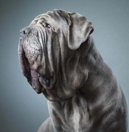 30 fotografii uimitoare de câini - fotograful Tim Flack »Blog pozitiv