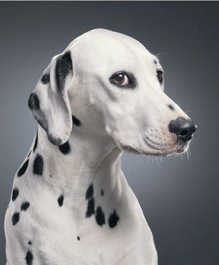 30 fotografii uimitoare de câini - fotograful Tim Flack »Blog pozitiv