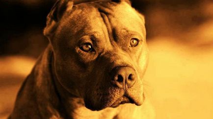 5 Cele mai multe rase de câine rău - în lumea interesantă
