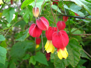 camera Abutilon îngrijire arțar, creșterea și reproducerea în casă (fotografii)