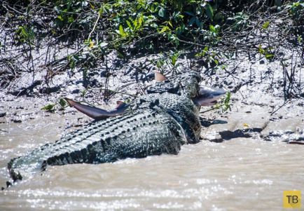 Rechin și crocodil întâlnit în luptă mortală (15 fotografii)