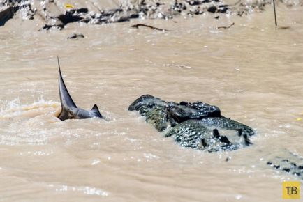 Rechin și crocodil întâlnit în luptă mortală (15 fotografii)