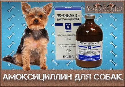 Amoxicilina pentru câini, instrucțiuni de utilizare