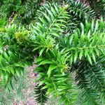 Araucaria - sfaturi de ingrijire la domiciliu Evergreen copac de la profesioniști