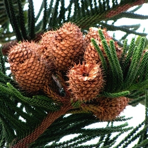 Araucaria - sfaturi de ingrijire la domiciliu Evergreen copac de la profesioniști