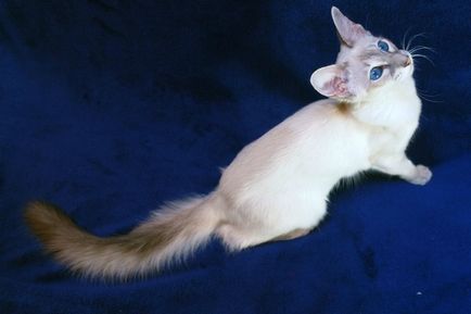 Balinez pisica fotografie, descriere rasa
