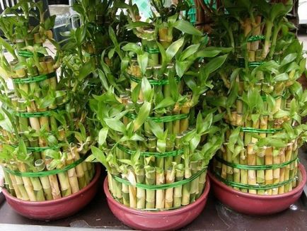 Bamboo - plantare, propagare și de îngrijire la domiciliu, fotografii