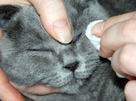 Pisici Boli - Simptome si tratament