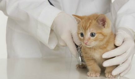 Pisici Boli - Simptome si tratament