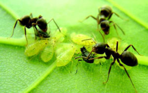 Combaterea furnicile la metodele cabana lor tradiționale de vară și nu numai dragoste grădina mea
