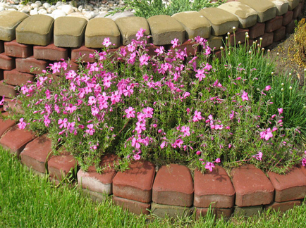 Borders pentru paturi de flori fotografie