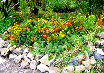 Borders pentru paturi de flori fotografie