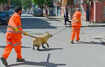 câine vagabond în cazul în care pentru a merge la Moscova